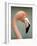 Pink Flamingo in Curacao, Netherlands Antilles, Caribbean, Central America-DeFreitas Michael-Framed Photographic Print