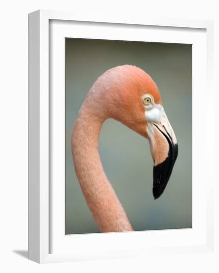 Pink Flamingo in Curacao, Netherlands Antilles, Caribbean, Central America-DeFreitas Michael-Framed Photographic Print