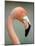 Pink Flamingo in Curacao, Netherlands Antilles, Caribbean, Central America-DeFreitas Michael-Mounted Photographic Print