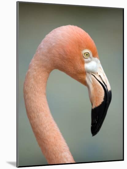 Pink Flamingo in Curacao, Netherlands Antilles, Caribbean, Central America-DeFreitas Michael-Mounted Photographic Print