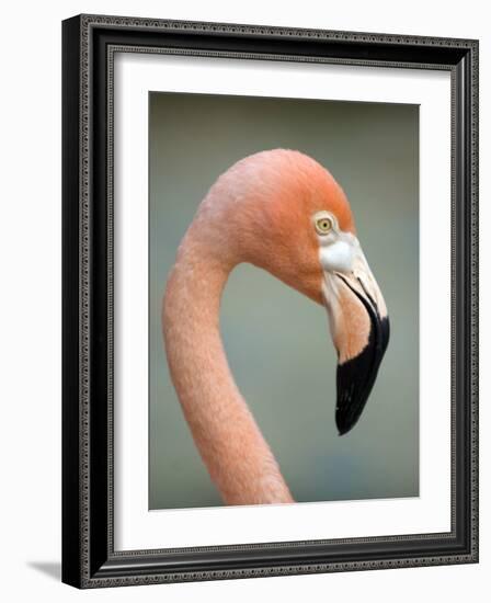 Pink Flamingo in Curacao, Netherlands Antilles, Caribbean, Central America-DeFreitas Michael-Framed Photographic Print