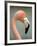 Pink Flamingo in Curacao, Netherlands Antilles, Caribbean, Central America-DeFreitas Michael-Framed Photographic Print