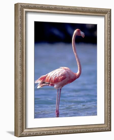 Pink Flamingo on Lake Goto Meer, Bonaire, Caribbean-Greg Johnston-Framed Photographic Print