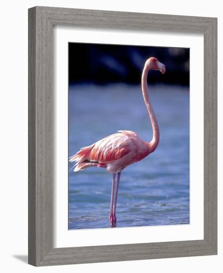 Pink Flamingo on Lake Goto Meer, Bonaire, Caribbean-Greg Johnston-Framed Photographic Print