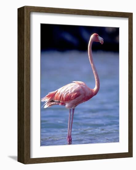 Pink Flamingo on Lake Goto Meer, Bonaire, Caribbean-Greg Johnston-Framed Photographic Print