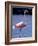 Pink Flamingo on Lake Goto Meer, Bonaire, Caribbean-Greg Johnston-Framed Photographic Print