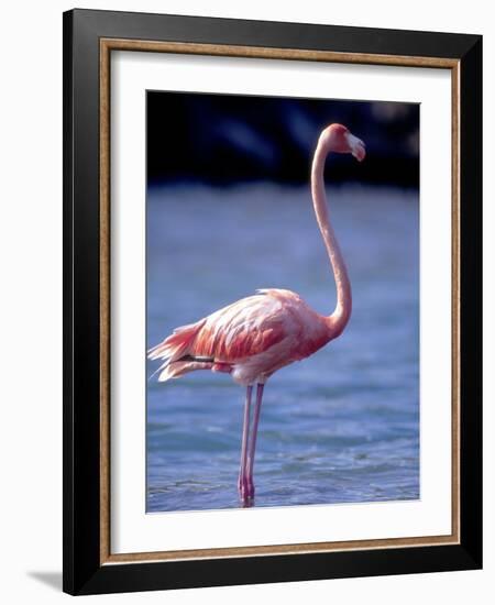 Pink Flamingo on Lake Goto Meer, Bonaire, Caribbean-Greg Johnston-Framed Photographic Print