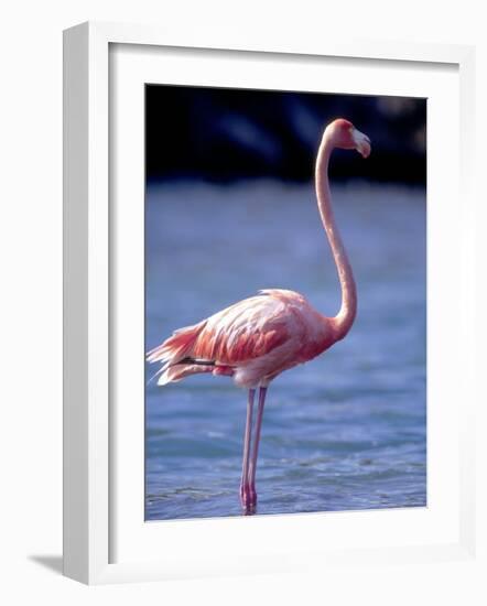 Pink Flamingo on Lake Goto Meer, Bonaire, Caribbean-Greg Johnston-Framed Photographic Print