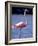 Pink Flamingo on Lake Goto Meer, Bonaire, Caribbean-Greg Johnston-Framed Photographic Print