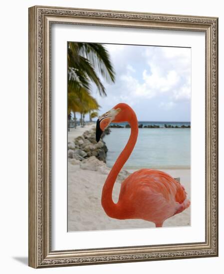 Pink Flamingo on Renaissance Island, Aruba, Caribbean-Lisa S. Engelbrecht-Framed Photographic Print