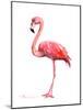 Pink Flamingo-Suren Nersisyan-Mounted Art Print