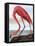 Pink Flamingo-Stellar Design Studio-Framed Stretched Canvas