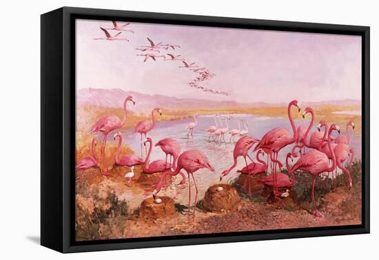 Pink Flamingoes-Syde-Framed Premier Image Canvas