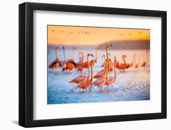 Pink Flamingos in Mexico-Jonathan Ross-Framed Photographic Print
