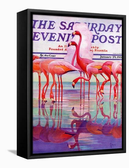 "Pink Flamingos," Saturday Evening Post Cover, January 29, 1938-Francis Lee Jaques-Framed Premier Image Canvas