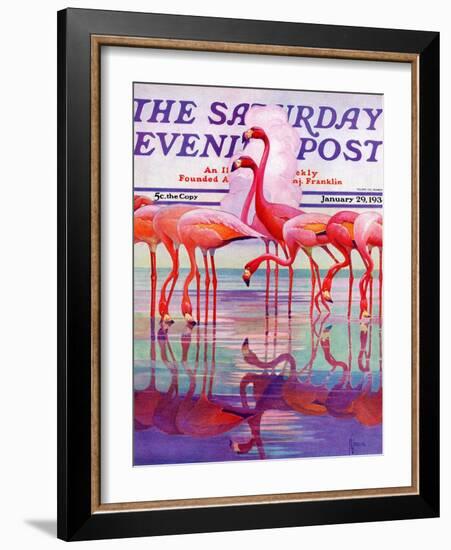 "Pink Flamingos," Saturday Evening Post Cover, January 29, 1938-Francis Lee Jaques-Framed Giclee Print