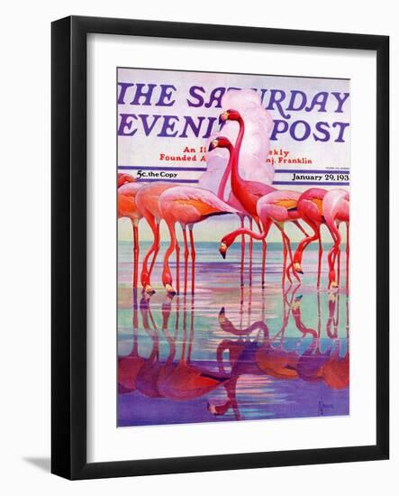 "Pink Flamingos," Saturday Evening Post Cover, January 29, 1938-Francis Lee Jaques-Framed Giclee Print