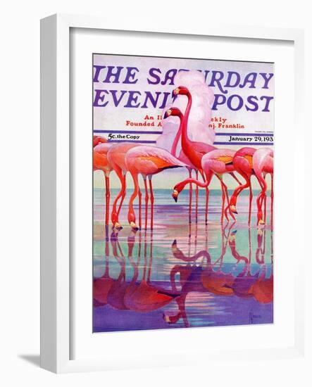 "Pink Flamingos," Saturday Evening Post Cover, January 29, 1938-Francis Lee Jaques-Framed Giclee Print