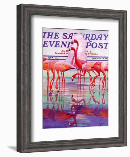 "Pink Flamingos," Saturday Evening Post Cover, January 29, 1938-Francis Lee Jaques-Framed Giclee Print