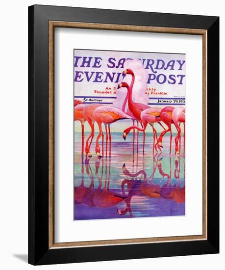 "Pink Flamingos," Saturday Evening Post Cover, January 29, 1938-Francis Lee Jaques-Framed Giclee Print