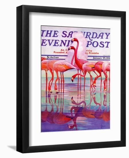 "Pink Flamingos," Saturday Evening Post Cover, January 29, 1938-Francis Lee Jaques-Framed Giclee Print