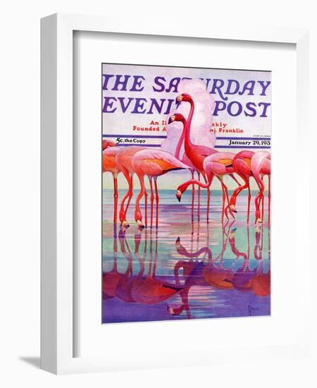 "Pink Flamingos," Saturday Evening Post Cover, January 29, 1938-Francis Lee Jaques-Framed Giclee Print