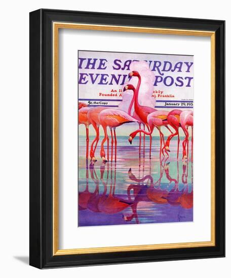 "Pink Flamingos," Saturday Evening Post Cover, January 29, 1938-Francis Lee Jaques-Framed Giclee Print