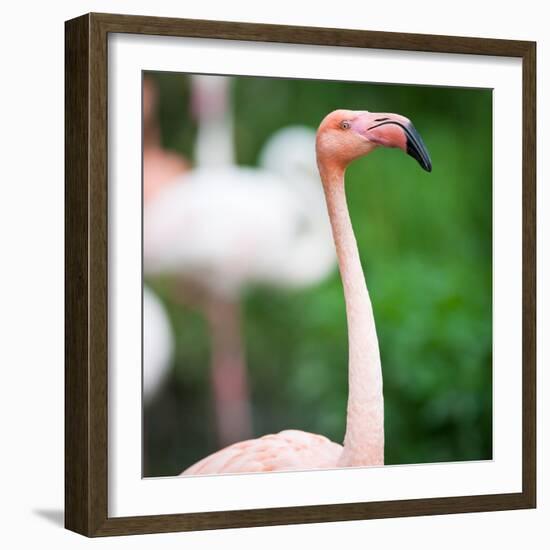 Pink Flamingos-l i g h t p o e t-Framed Photographic Print