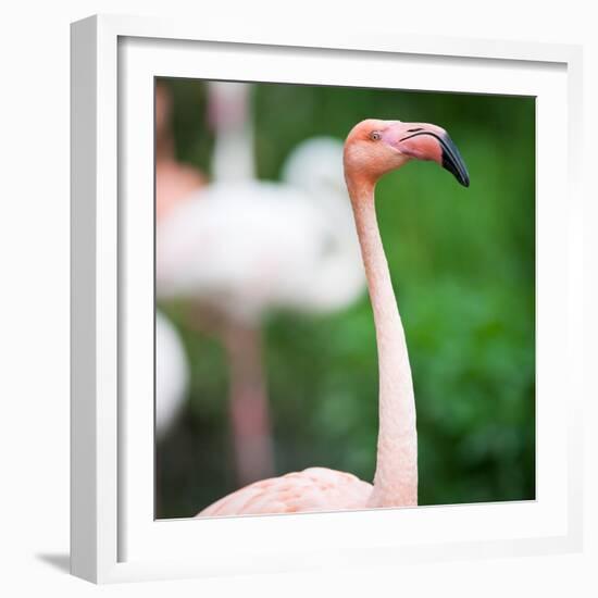 Pink Flamingos-l i g h t p o e t-Framed Photographic Print