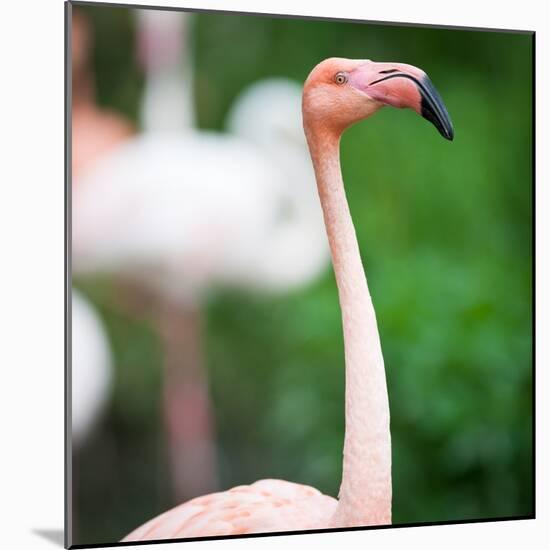 Pink Flamingos-l i g h t p o e t-Mounted Photographic Print