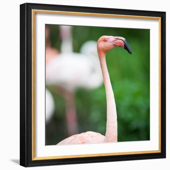 Pink Flamingos-l i g h t p o e t-Framed Photographic Print