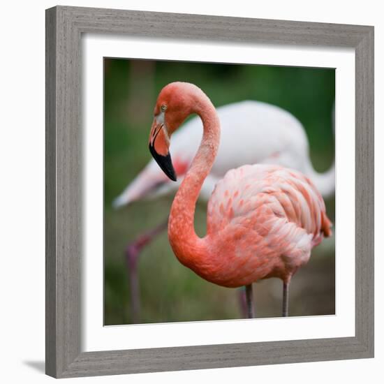 Pink Flamingos-l i g h t p o e t-Framed Photographic Print