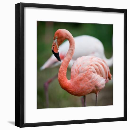 Pink Flamingos-l i g h t p o e t-Framed Photographic Print