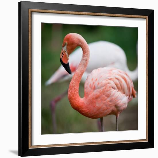 Pink Flamingos-l i g h t p o e t-Framed Photographic Print