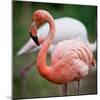 Pink Flamingos-l i g h t p o e t-Mounted Photographic Print