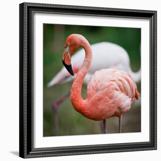 Pink Flamingos-l i g h t p o e t-Framed Photographic Print