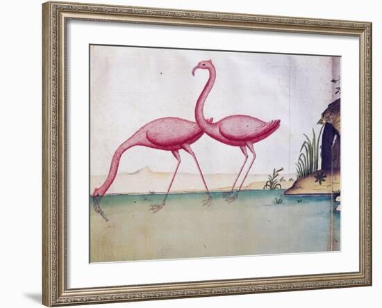 Pink Flamingos-null-Framed Giclee Print