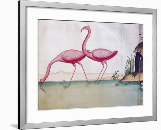 Pink Flamingos-null-Framed Giclee Print