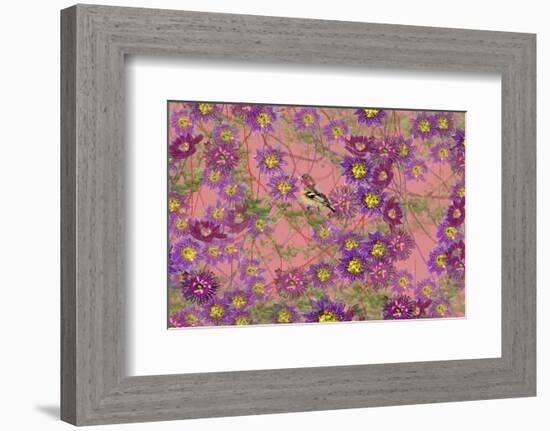 Pink floral pattern-Claire Westwood-Framed Premium Giclee Print