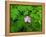 Pink Flower Blooming-Robert Glusic-Framed Premier Image Canvas