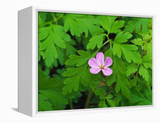 Pink Flower Blooming-Robert Glusic-Framed Premier Image Canvas