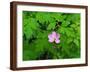 Pink Flower Blooming-Robert Glusic-Framed Photographic Print