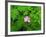 Pink Flower Blooming-Robert Glusic-Framed Photographic Print