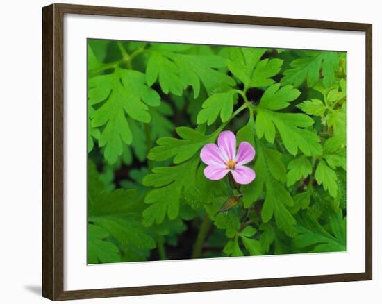 Pink Flower Blooming-Robert Glusic-Framed Photographic Print