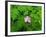 Pink Flower Blooming-Robert Glusic-Framed Photographic Print