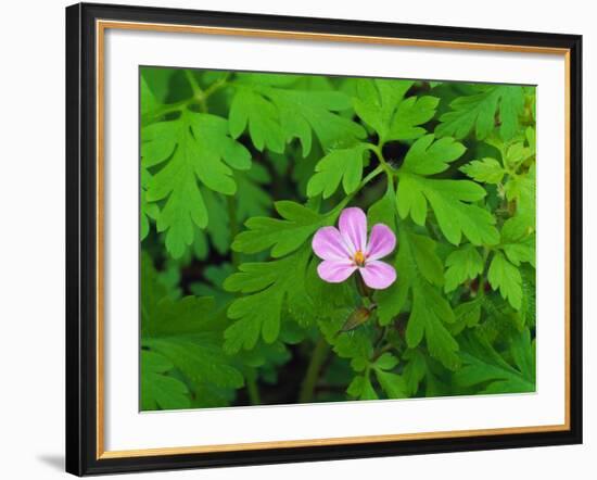 Pink Flower Blooming-Robert Glusic-Framed Photographic Print