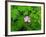 Pink Flower Blooming-Robert Glusic-Framed Photographic Print