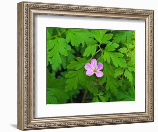 Pink Flower Blooming-Robert Glusic-Framed Photographic Print