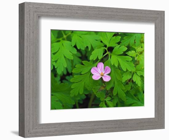 Pink Flower Blooming-Robert Glusic-Framed Photographic Print