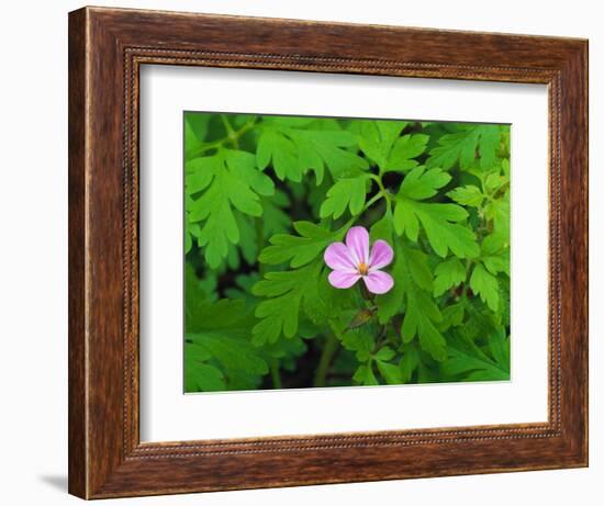 Pink Flower Blooming-Robert Glusic-Framed Photographic Print